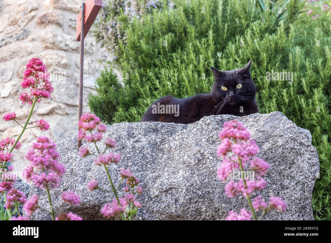 Black cat sitting on a rock in a garden Stock Photo - Alamy