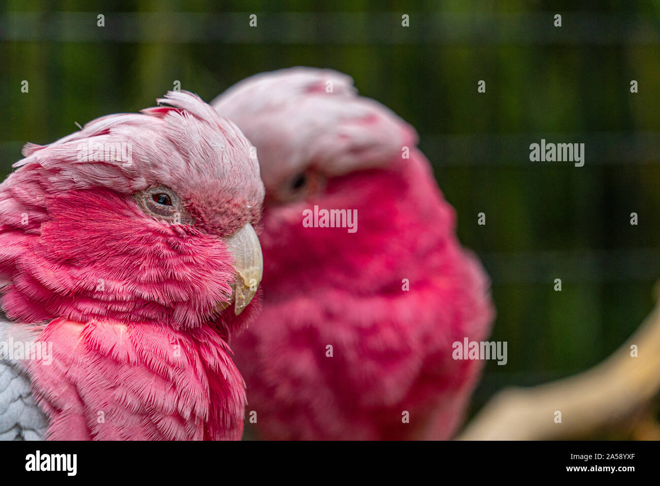 preening grey parrot high resolution stock photography and images alamy