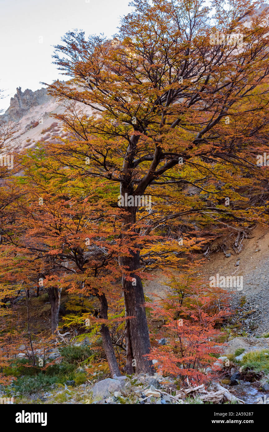 Colorful Nothofagus pumilio tree during autumn season in Patagonia, Argentina Stock Photo