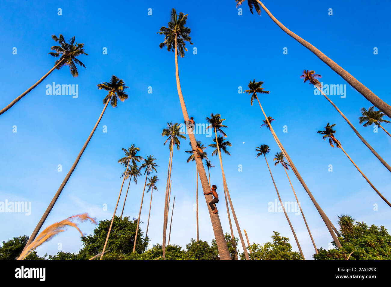 Kids climb coconut tree Stock Photo