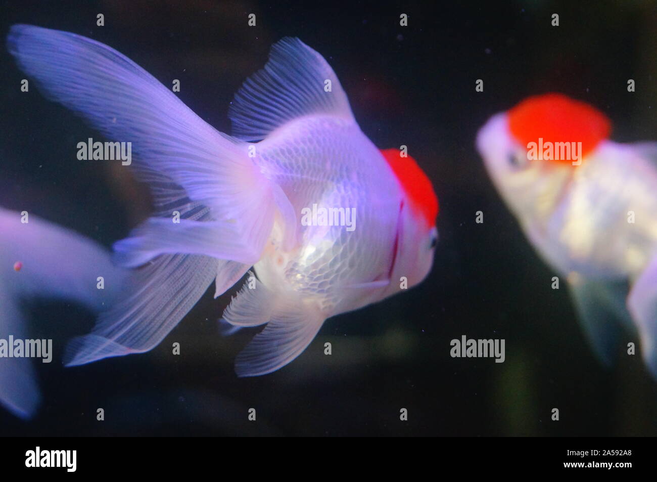 View of Red Lion Head Goldfish at the Aquarium Stock Photo - Alamy