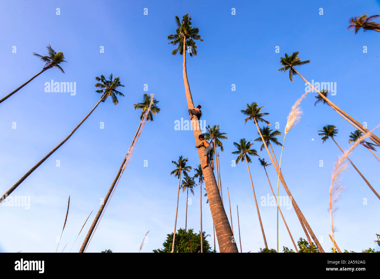 Kids climb coconut tree Stock Photo