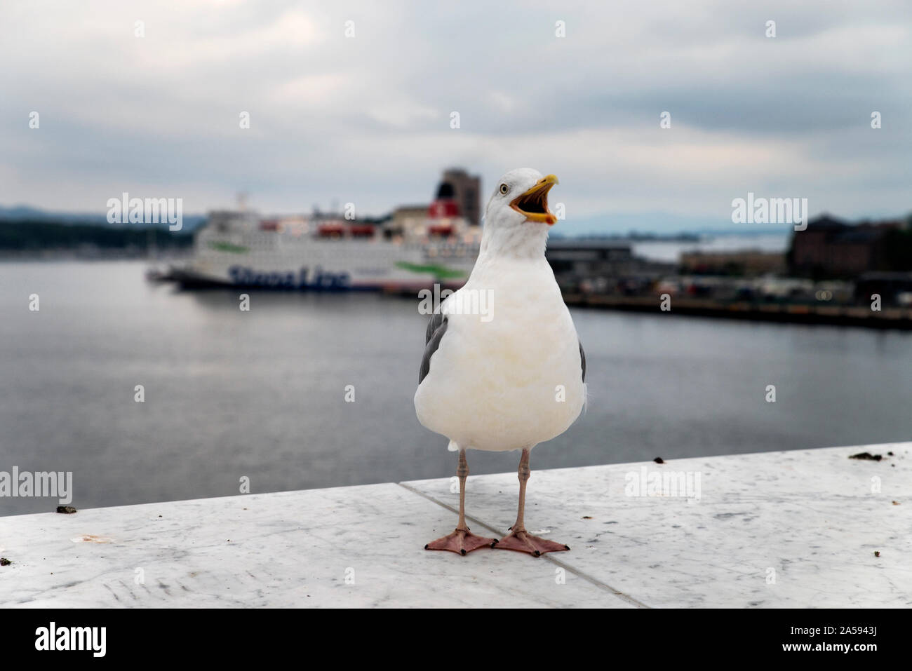 A seagull in Oslo Stock Photo