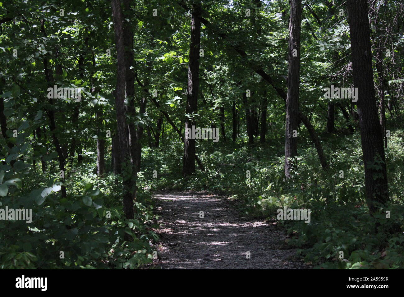 A forest photo in Winterset's City Park with dappled sunlight filtering through the tree canopy. Stock Photo