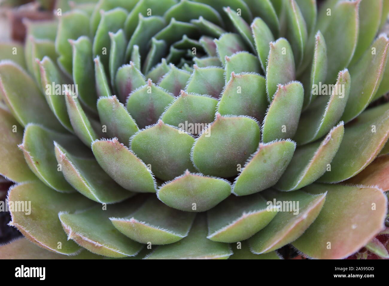 A zoomed in picture of a Hen & Chick's succulent. Stock Photo