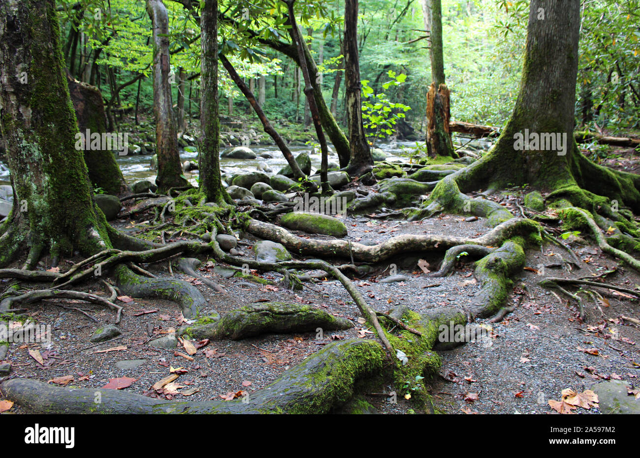 Trees and Roots in Smoky Mountain National Park Stock Photo