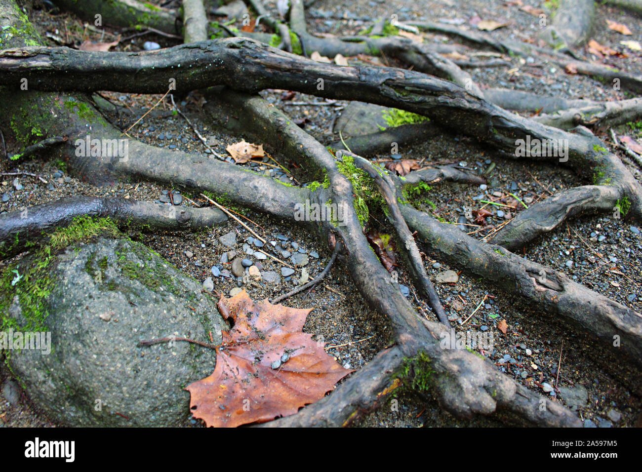 Tree Roots in Smoky Mountains National Park Stock Photo