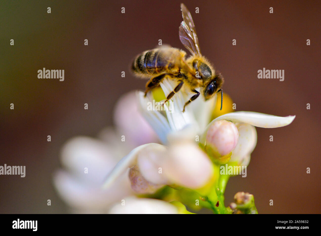 Australian native honey bee collecting pollen on orange blossom Stock Photo