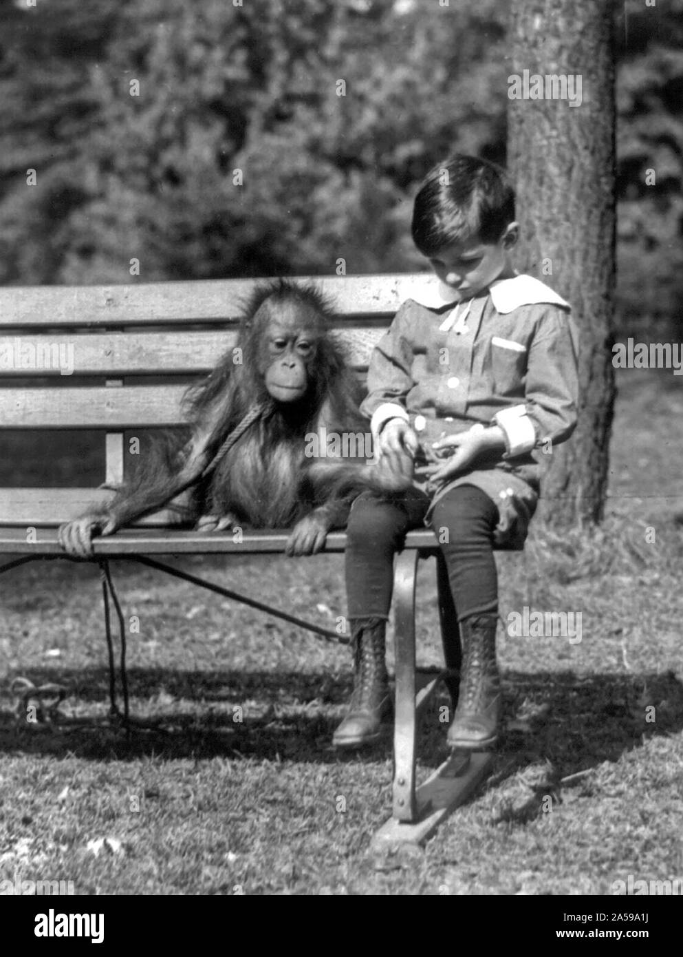 Boy seated with orangutan on bench at the National Zoo, Washington, D.C. ca. 1909-1932 Stock Photo