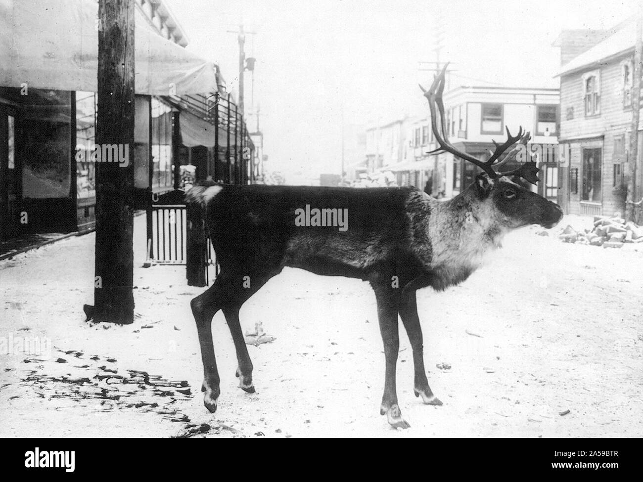 Stuffed reindeer on street -  Dawson, Yukon Territory, Canada 1900- 1923 Stock Photo