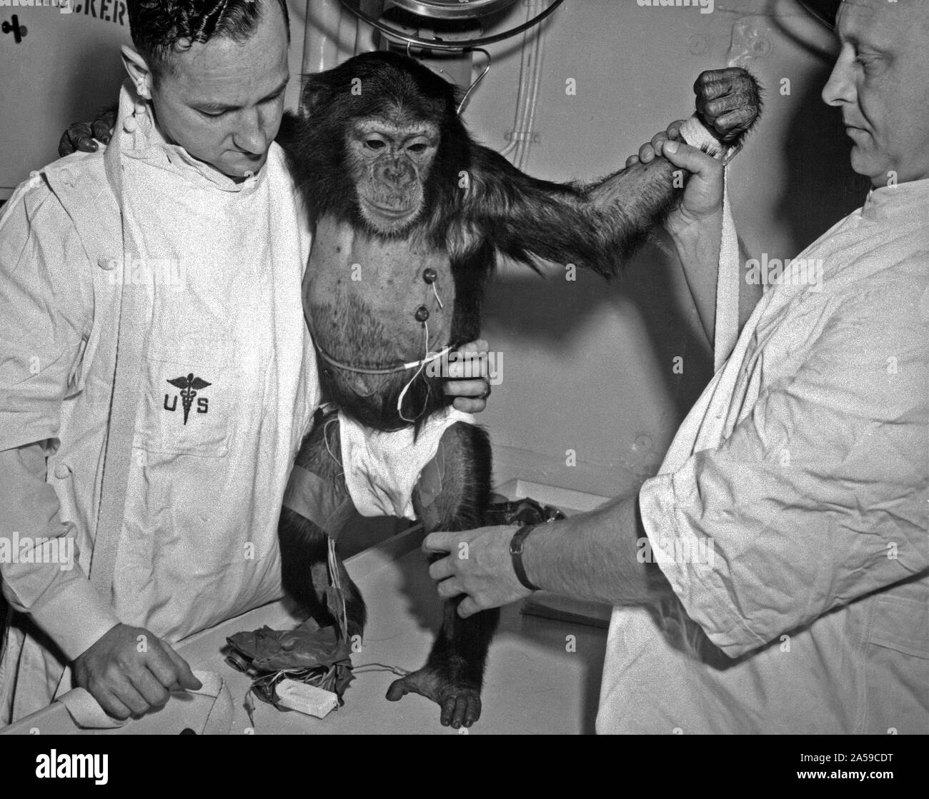 (31 Jan. 1961) --- Chimpanzee 'Ham' with bio-sensors attached to his body is readied by handlers for his trip in the Mercury-Redstone 2 (MR-2) spacecraft. Stock Photo