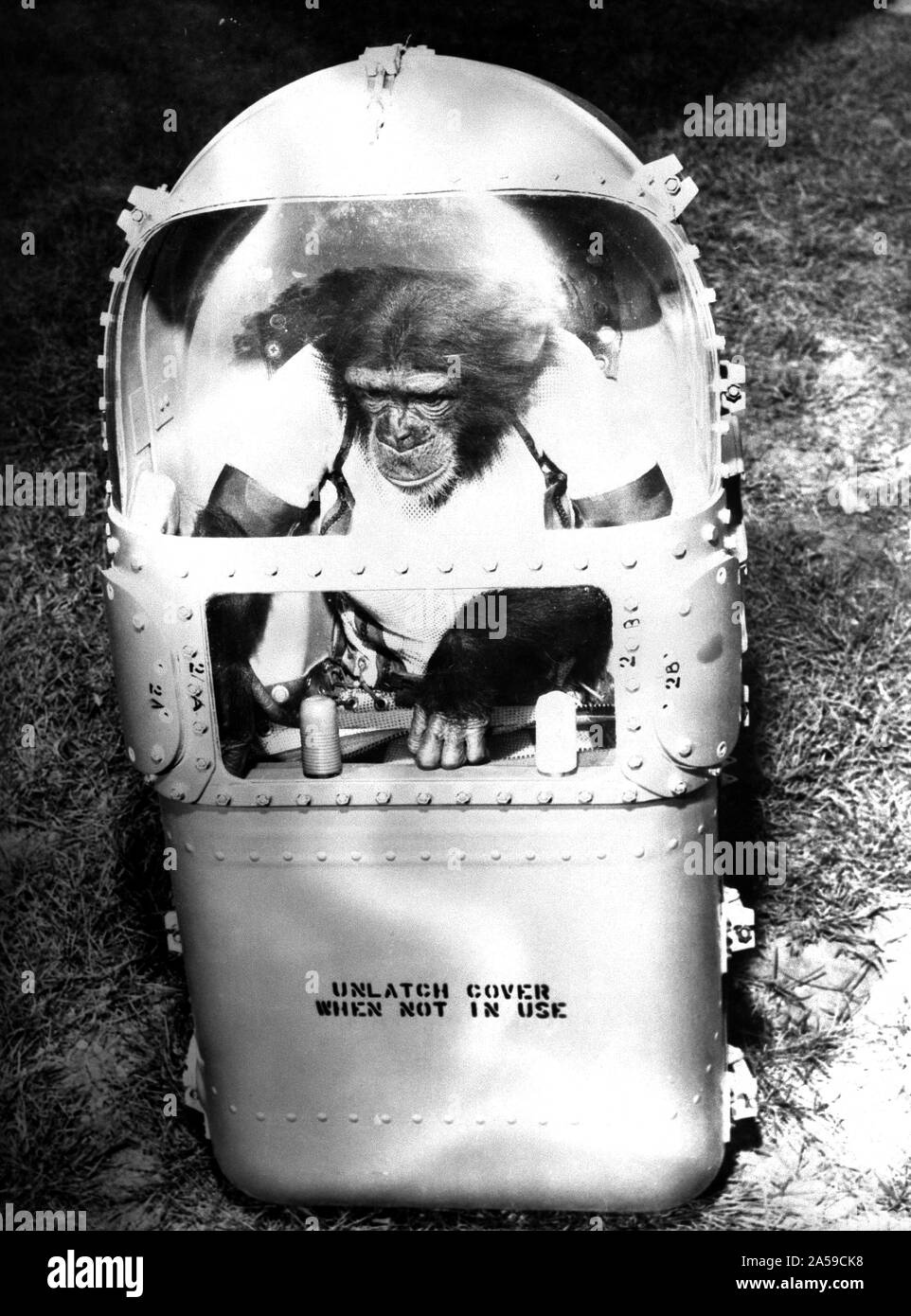 (31 Jan. 1961) --- Chimpanzee 'Ham' in his flight couch, after his trip in the Mercury-Redstone 2 (MR-2) on Jan. 31, 1961. Stock Photo