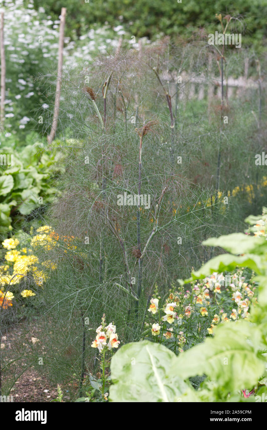 Bronze fennel purpureum foeniculum vulgare hires stock photography and
