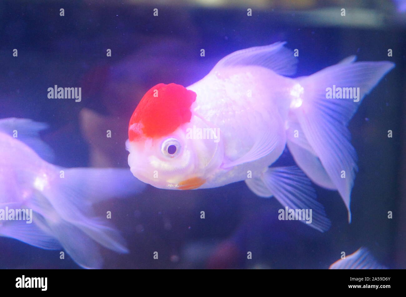View of Red Lion Head Goldfish at the Aquarium Stock Photo - Alamy