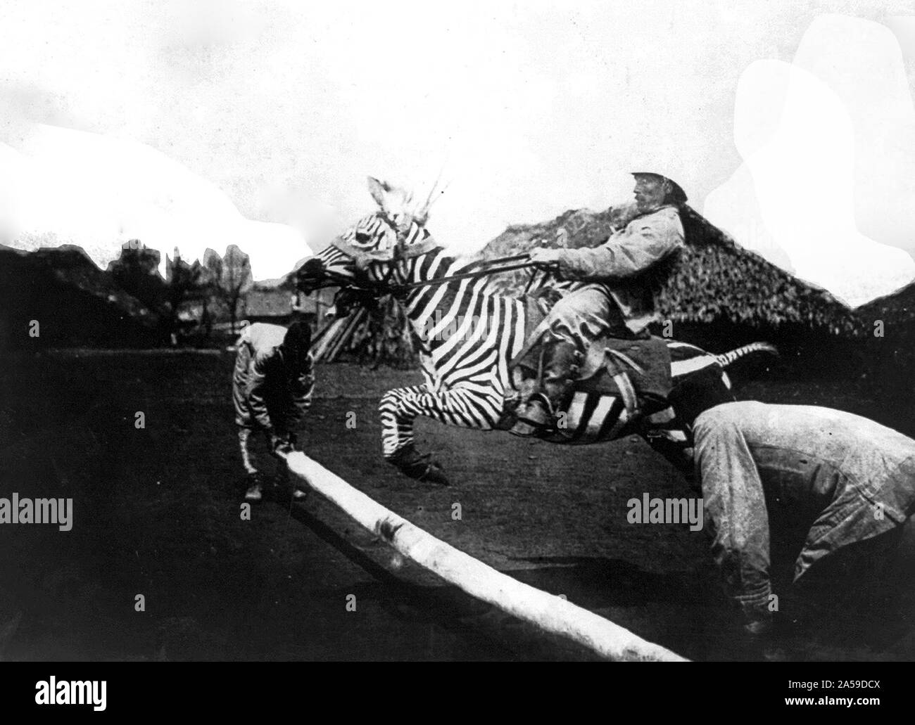 Zebra images of africa Black and White Stock Photos & Images - Alamy
