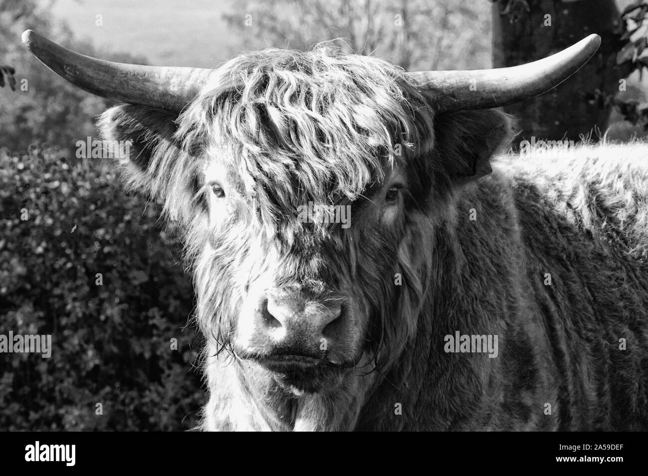 highland bull in a meadow Stock Photo