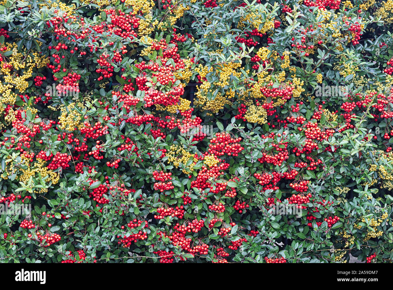 red and yellow berries on a hedge, Pyracantha hedge Stock Photo