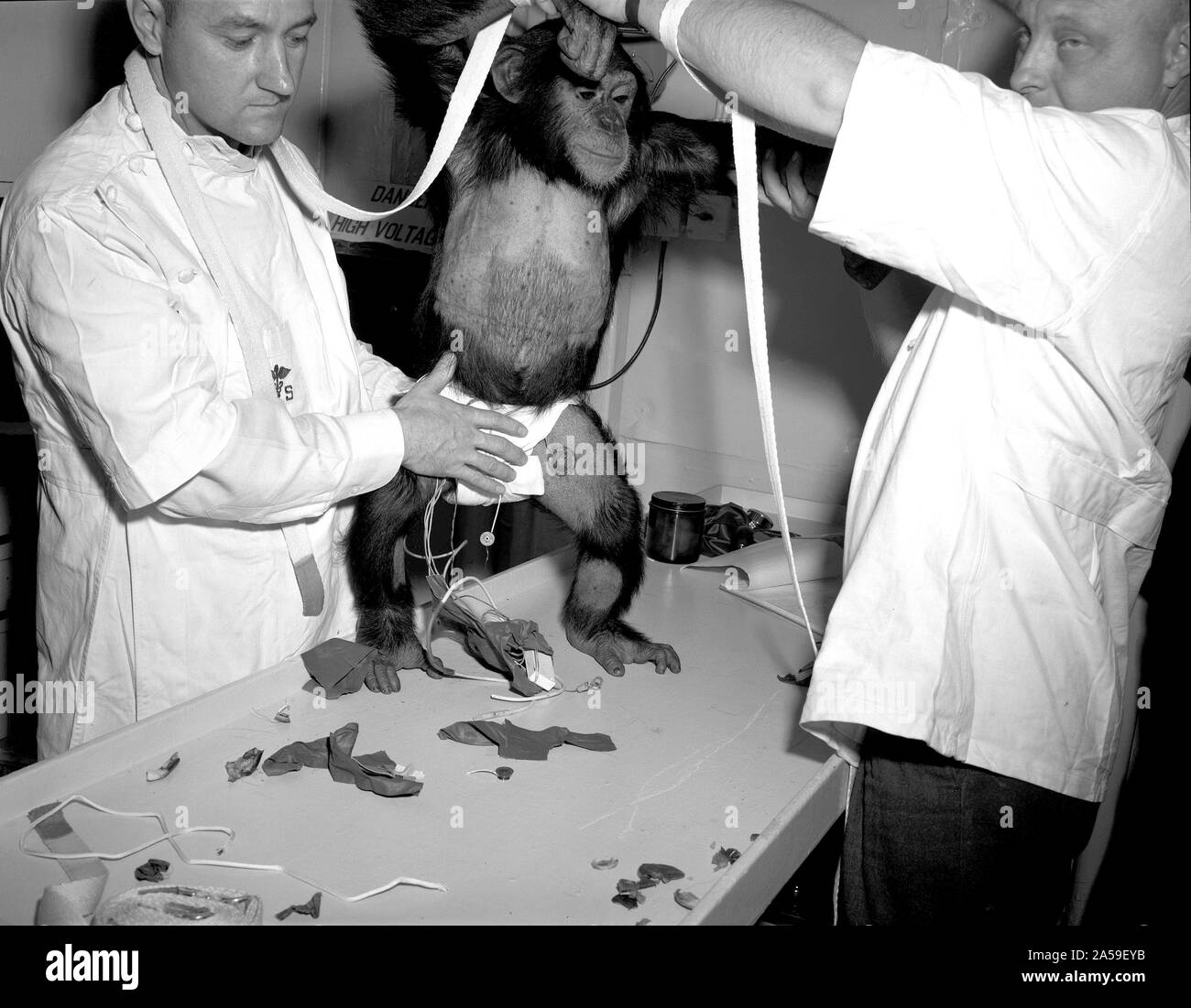 Chimpanzee 'Ham' being assisted into 'spacesuit' prior to the Mercury-Redstone 2 (MR-2) test flight which was conducted on Jan. 31, 1961. Stock Photo