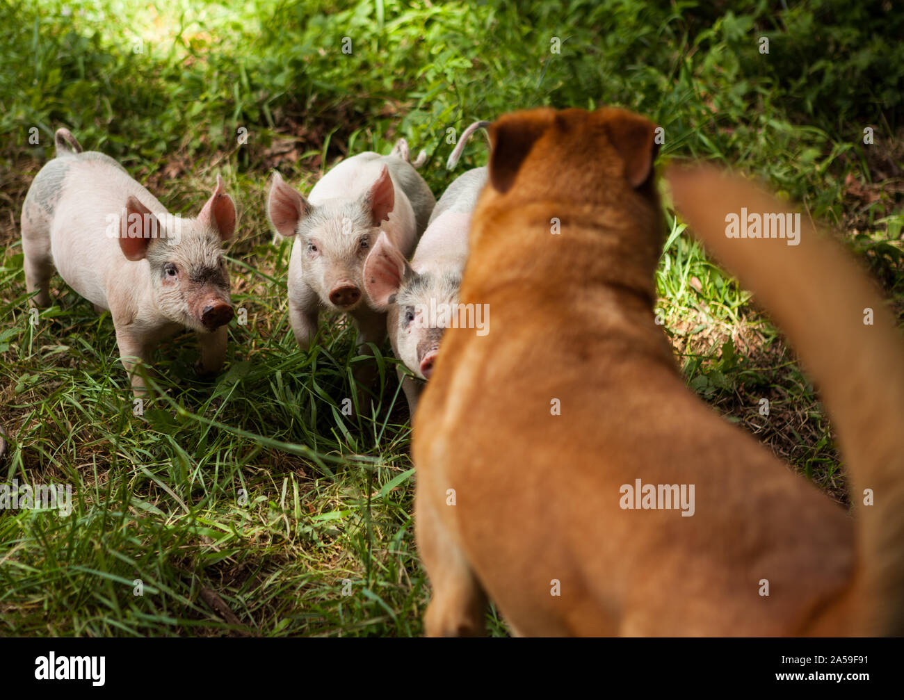 Three piglets meet dog Stock Photo