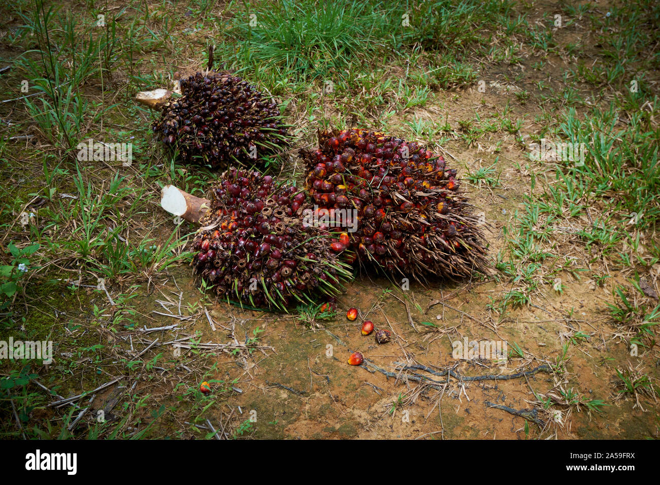 Seed clumps, the harvest target from oil palm trees. The trees produce