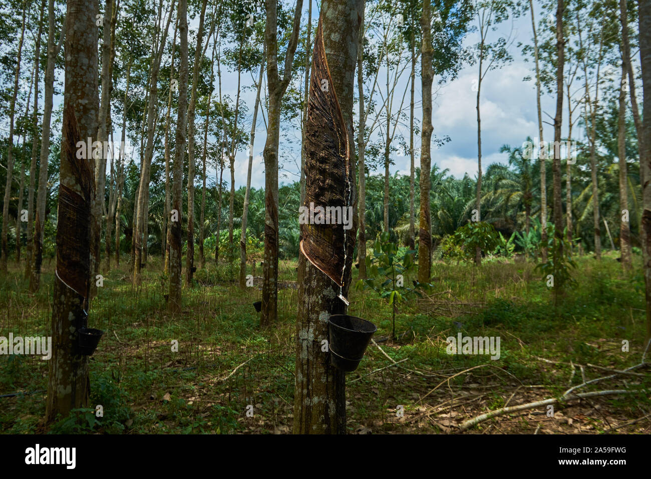 Rubber trees, dripping latex, stand in front of an oil palm grove. The