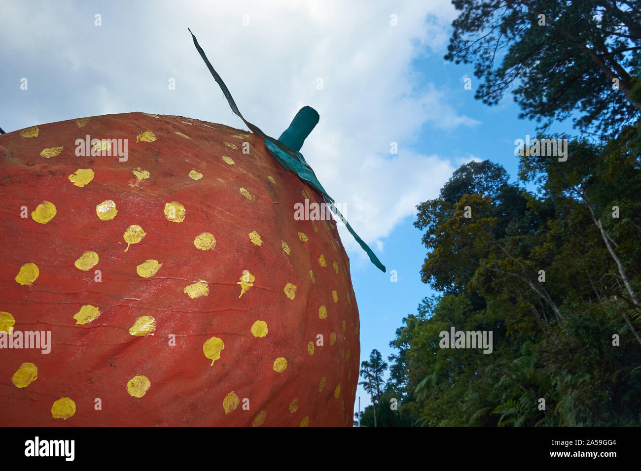 A large strawberry sculpture marks the entrance to a strawberry nursery and seller in Fraser's Hill, Malaysia. Strawberries grow well in the area. Stock Photo