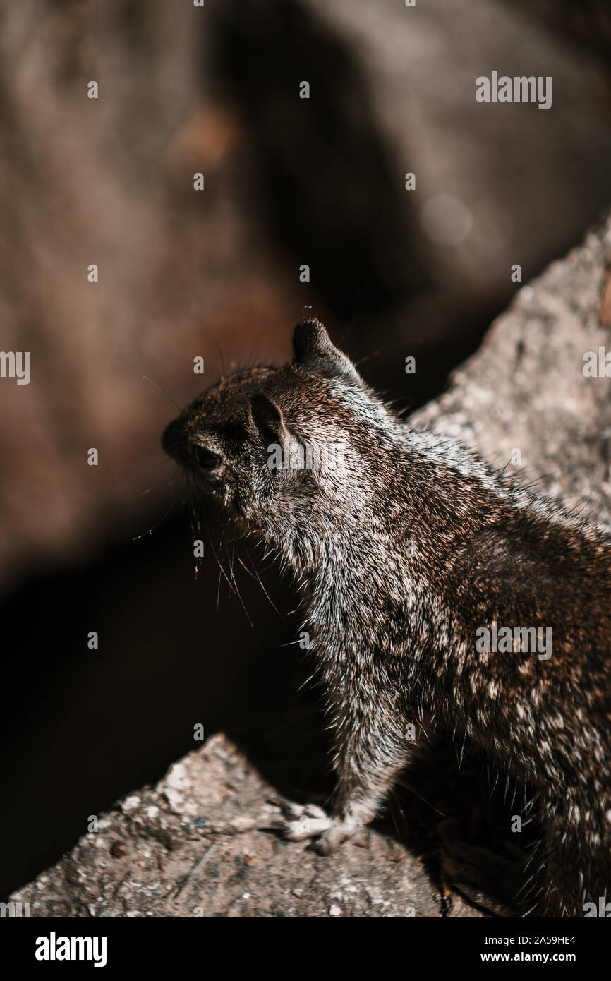 Cute squirrel in Yosemite National Park from above Stock Photo