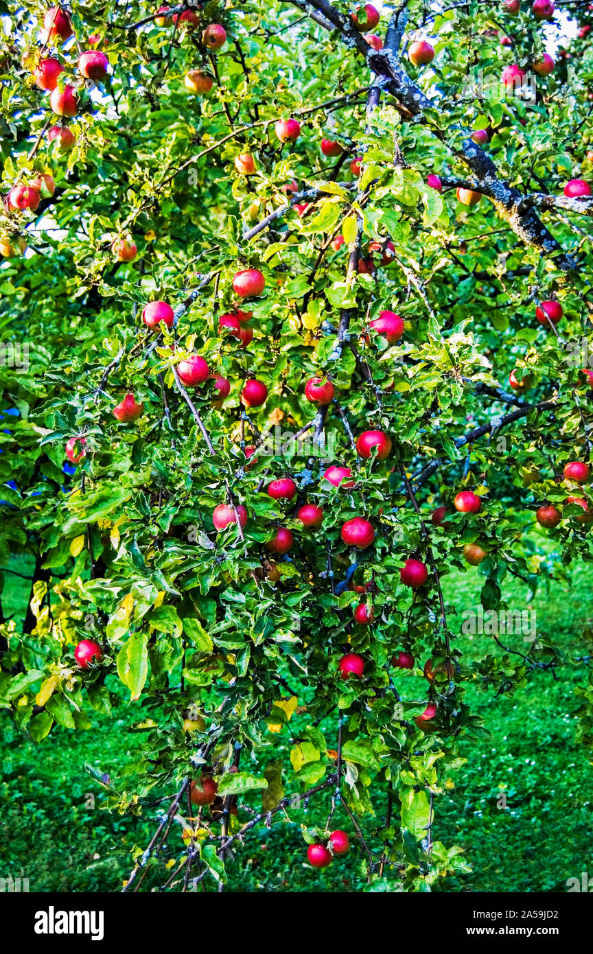 Fruit trees in garden hi-res stock photography and images - Alamy
