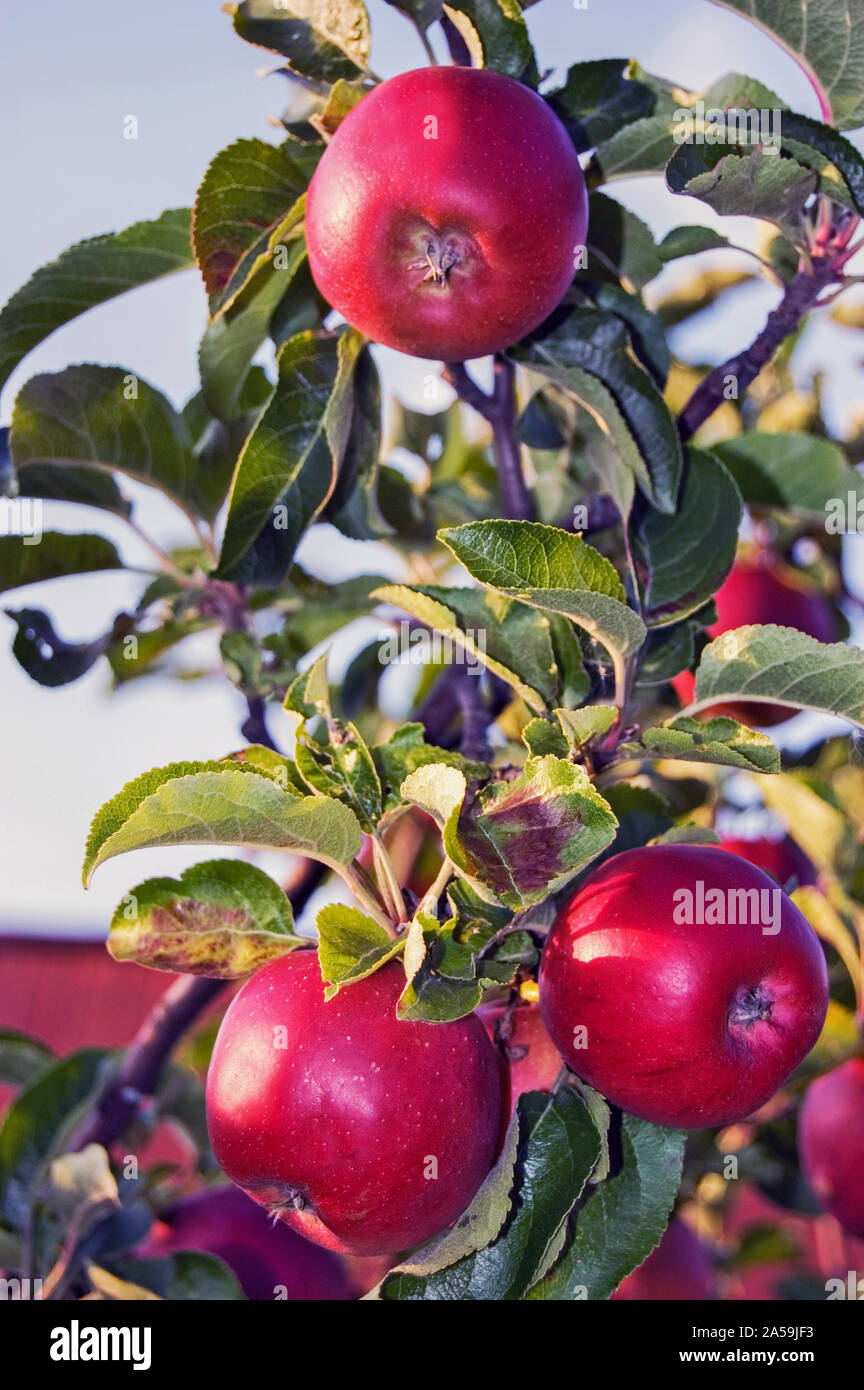 Apple tree in garden Stock Photo Alamy