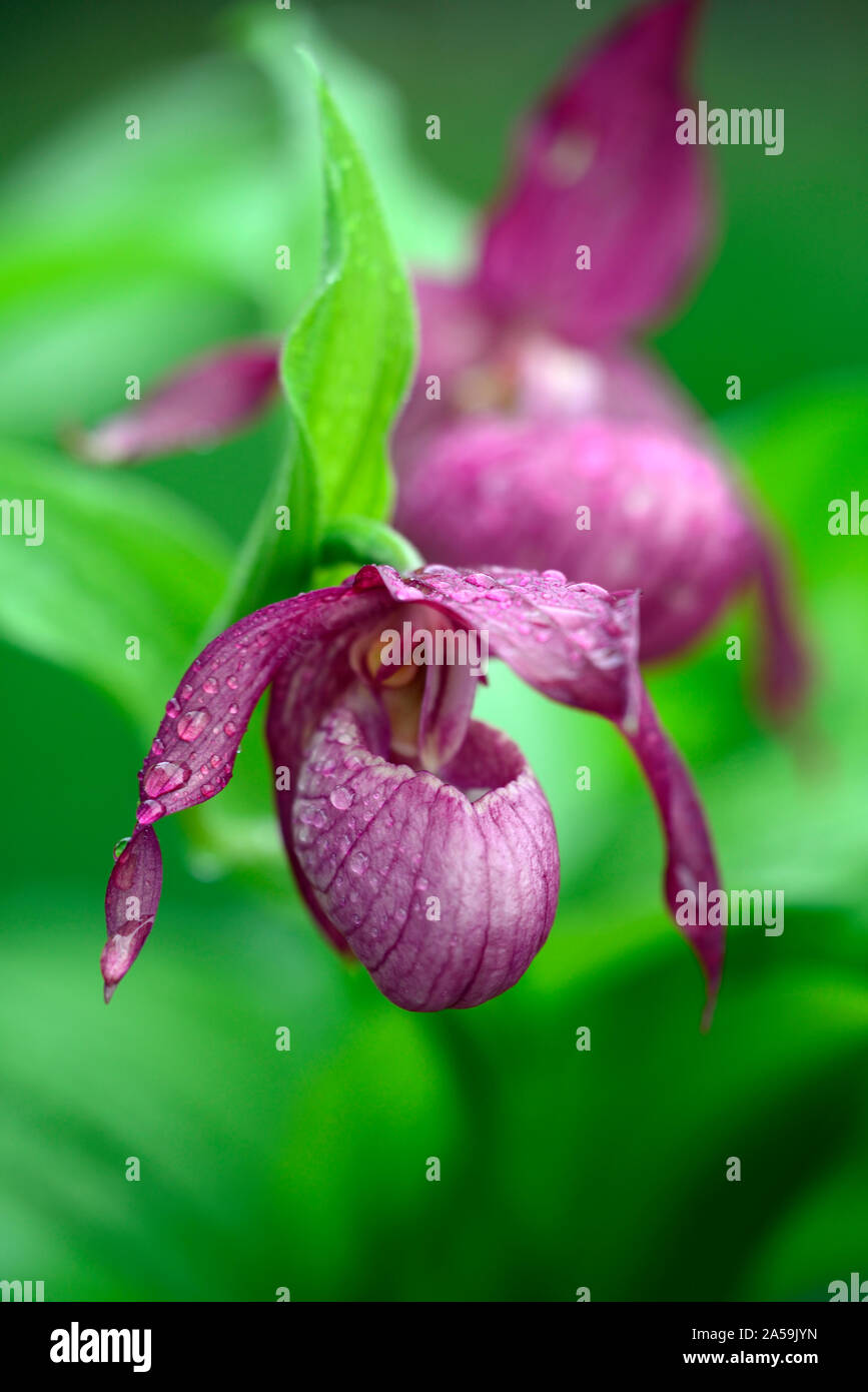 Cypripedium,Cyp,hardy orchid,Ladyslipper,orchid,orchids,flower,flowers ...