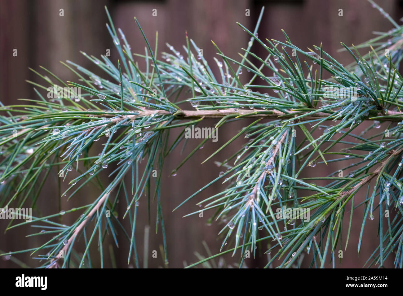 Twigs of a blue deodar cedar (Cedrus deodara), also known as Himalayan cedar in a garden. Stock Photo