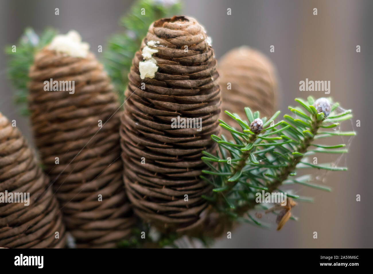 Detailed view of mature cones of Abies koreana (korean fir) with resin Stock Photo