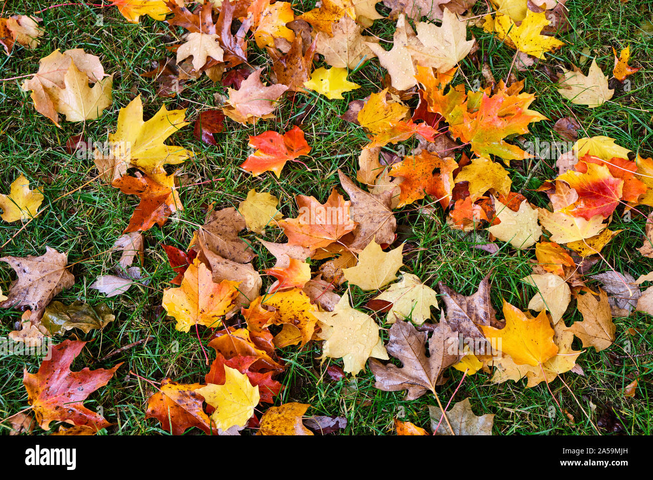 Fallen leaves carpet hi-res stock photography and images - Alamy