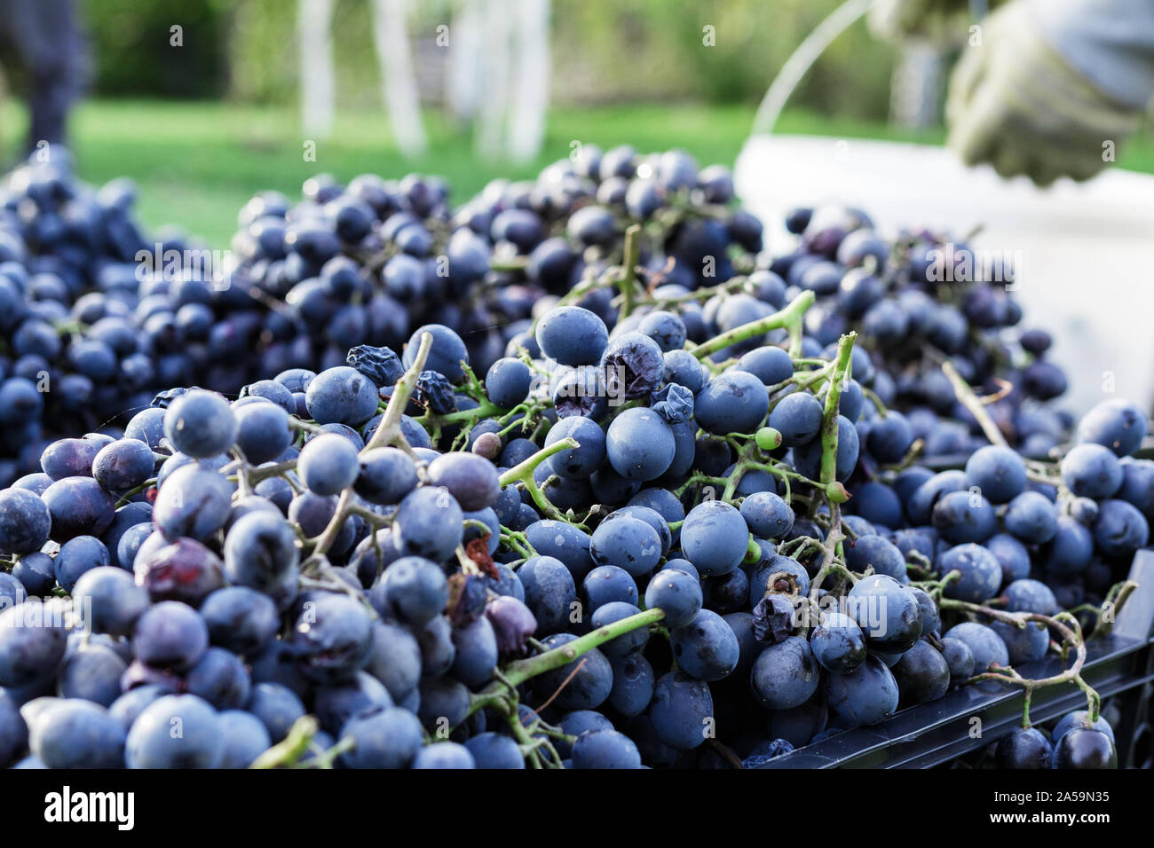 Baskets of Ripe bunches of black grapes outdoors. Autumn grapes harvest in vineyard on grass ready to delivery for wine making. Cabernet Sauvignon Stock Photo