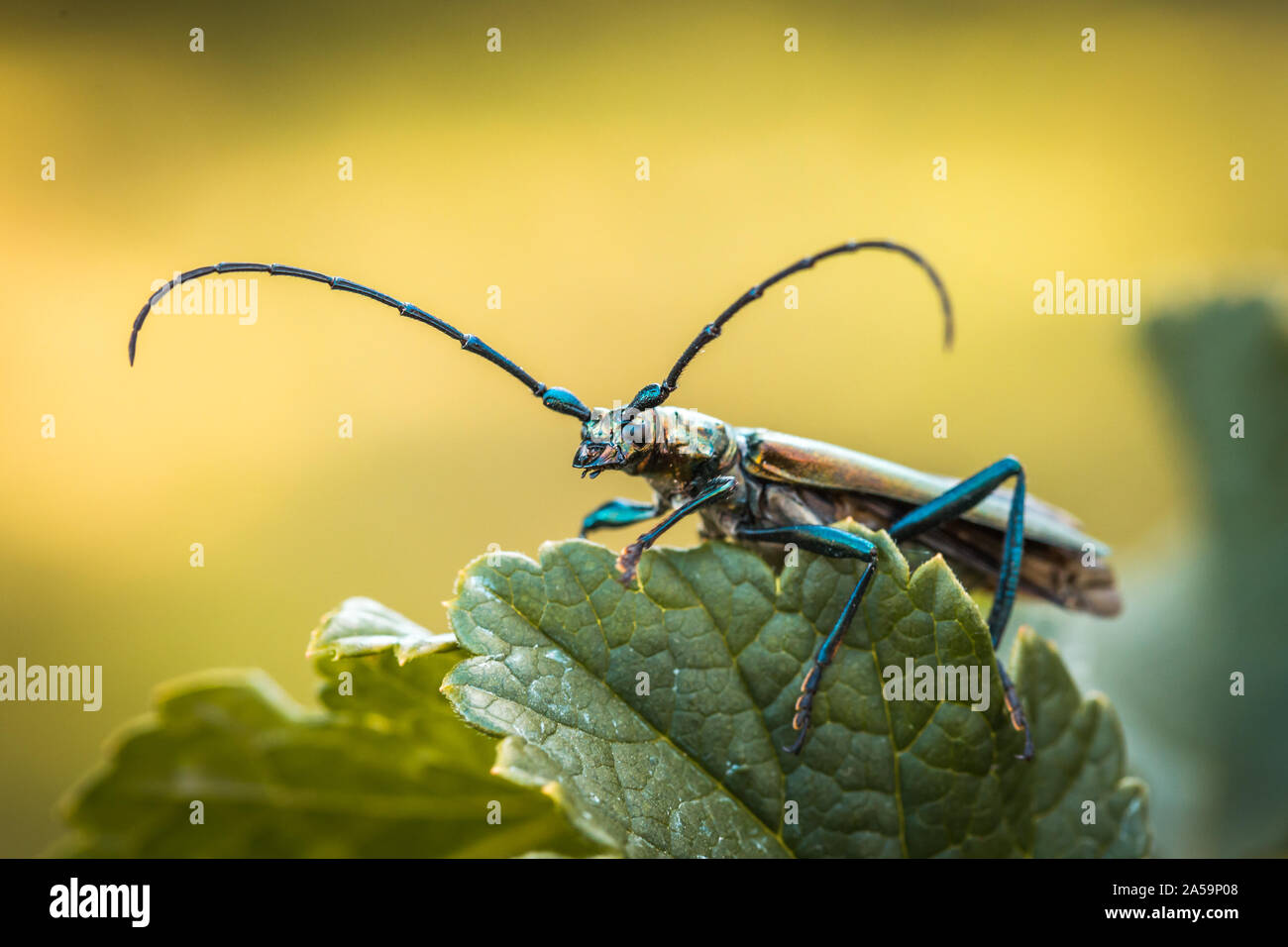 Musk beetle Aromia moschata close-up, Eurasian species of longhorn beetle, climbing on a plant in its natural habitat In summer. Stock Photo