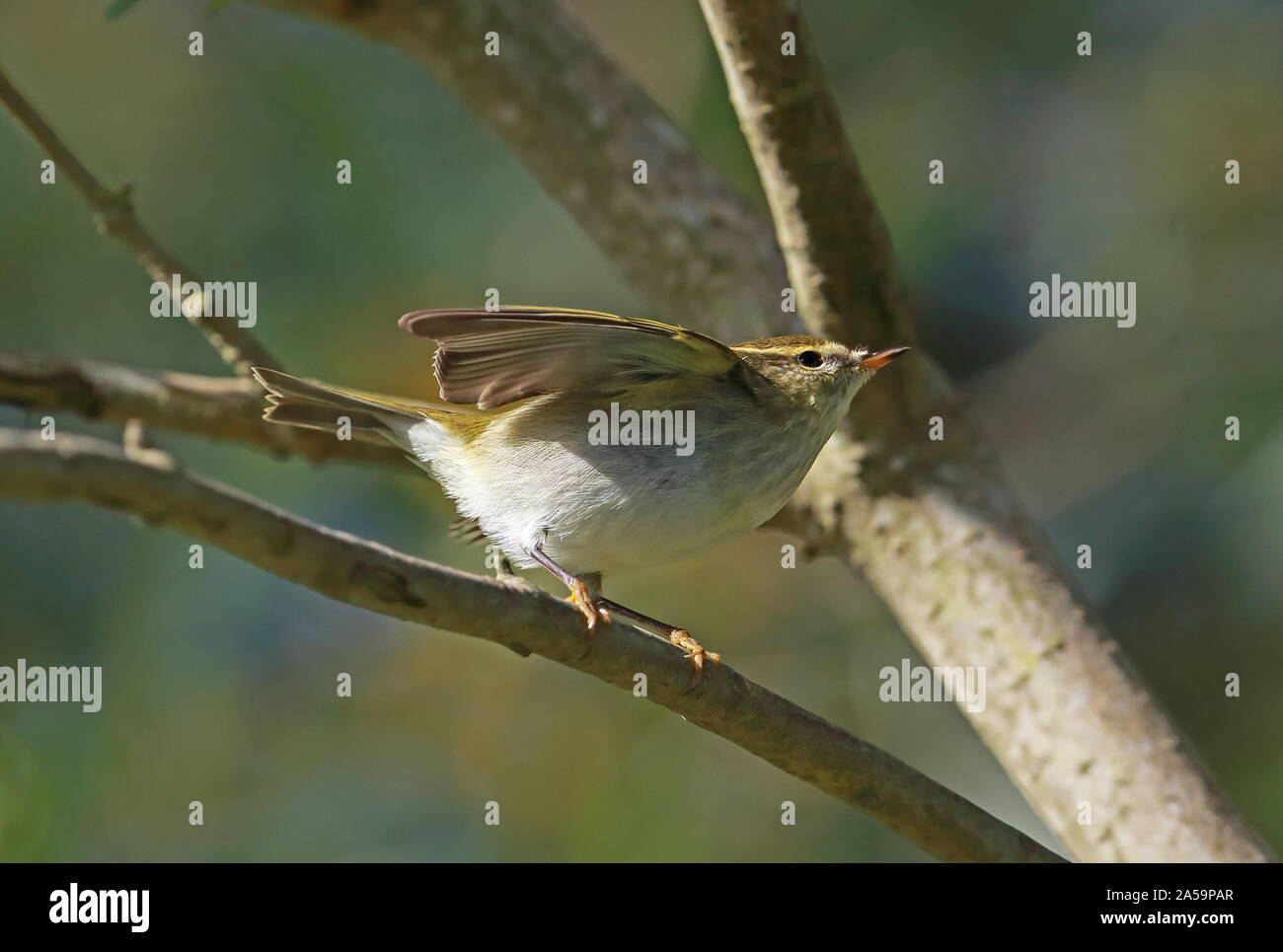 Yellow browed Warbler Phylloscopus Inornatus First Winter Bird Taking yellow-browed-warbler-phylloscopus-inornatus-first-winter-bird-taking