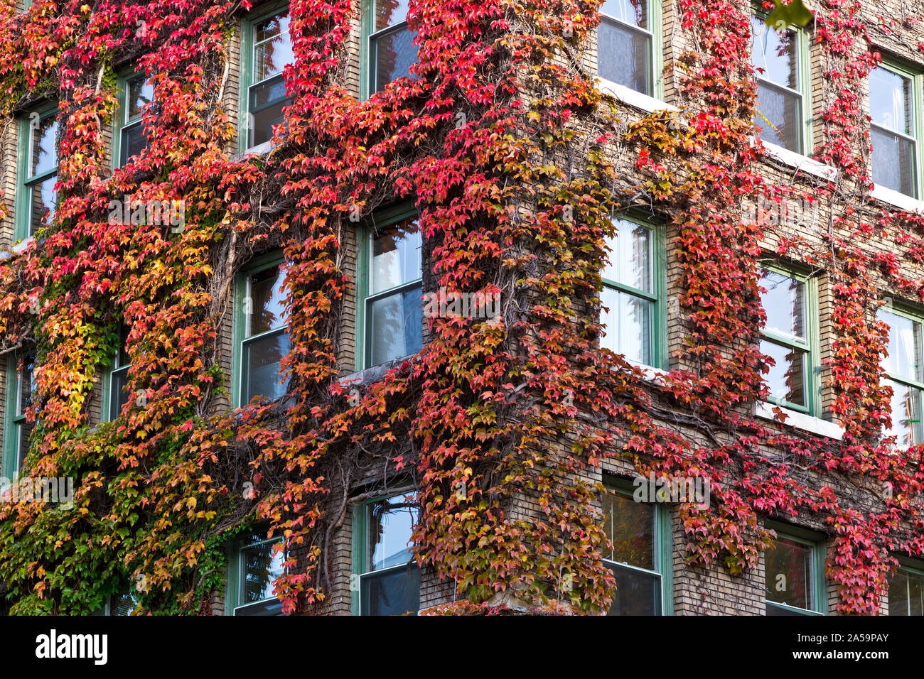 Closeup of Sylvia Hotel in the West End of Vancouver in the Aurumn. Historic building with covered with red Virginia Creeper vine in the Fall. Stock Photo