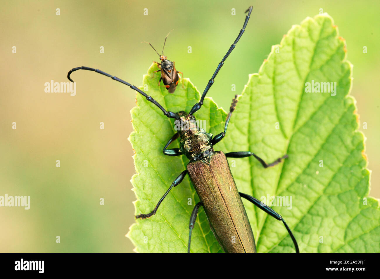 Musk beetle Aromia moschata close-up, Eurasian species of longhorn beetle, climbing on a plant in its natural habitat With another beetle in front of Stock Photo