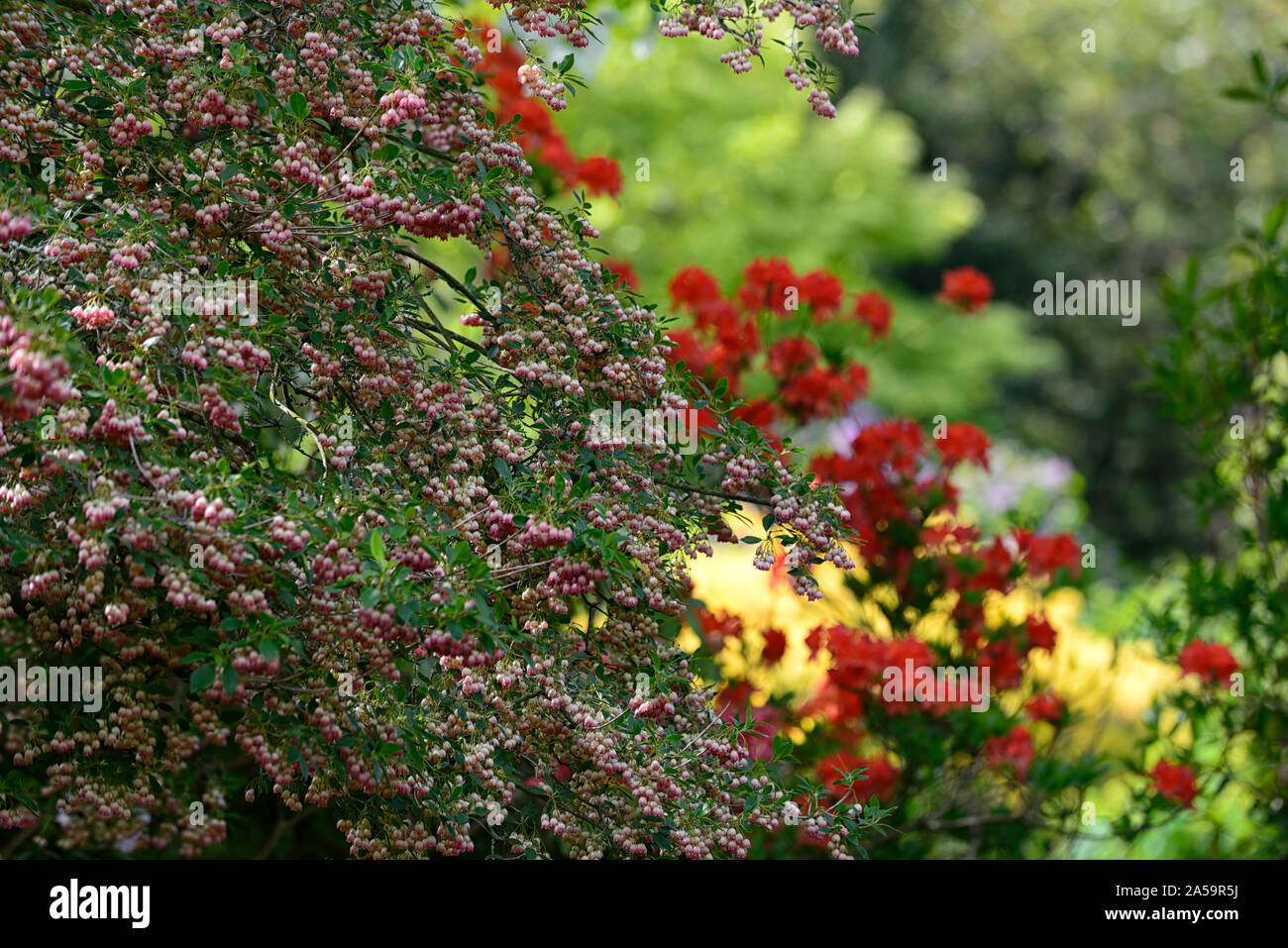 enkianthus campanula rubra, flower, flowers, flowering, bells, bell-like, spring, shrub, small tree, RM Floral Stock Photo