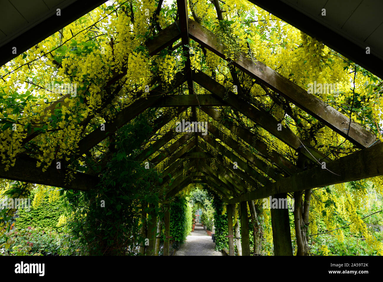 Yellow laburnum flowers,flowers,racemes,cover,covering,covered,pergola,wooden garden feature,gardens,climber,climbing plant,gardening,path,pathway,cov Stock Photo