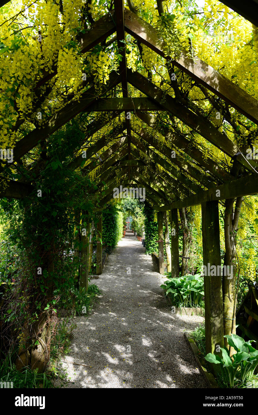 Yellow laburnum flowers,flowers,racemes,cover,covering,covered,pergola,wooden garden feature,gardens,climber,climbing plant,gardening,path,pathway,cov Stock Photo