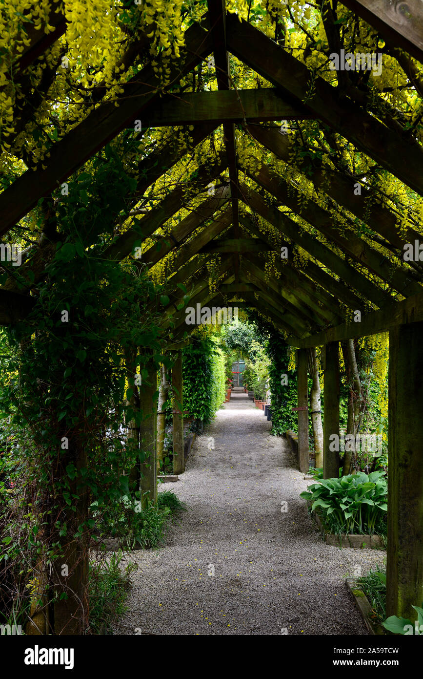 Yellow laburnum flowers,flowers,racemes,cover,covering,covered,pergola,wooden garden feature,gardens,climber,climbing plant,gardening,path,pathway,cov Stock Photo