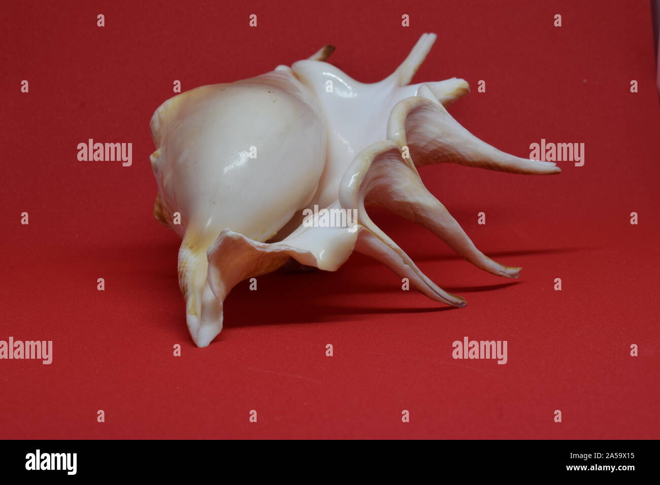 Sea shell profile view on red background Stock Photo