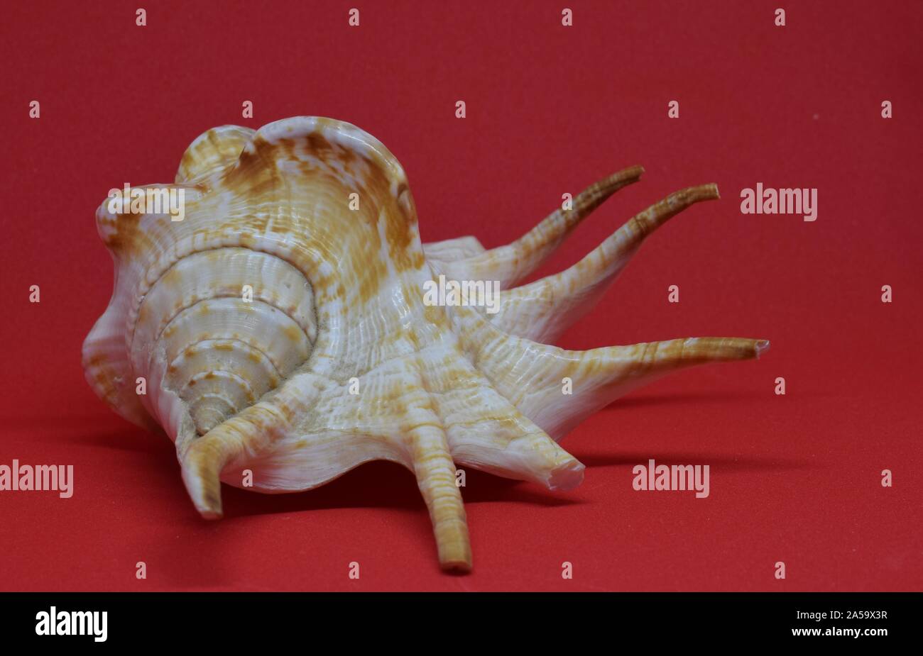 Sea shell front view on red background Stock Photo