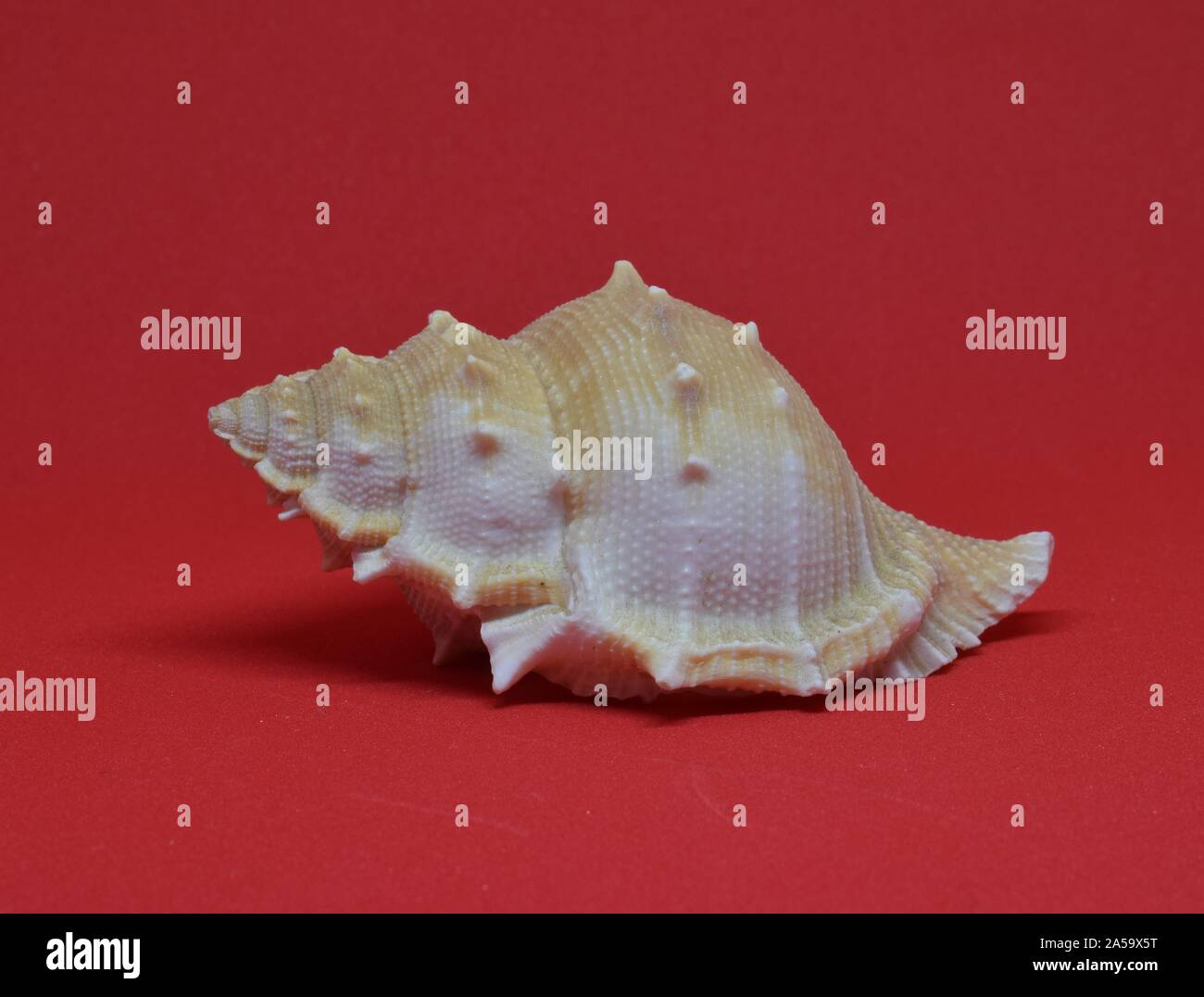 Small seashell side view on red background Stock Photo