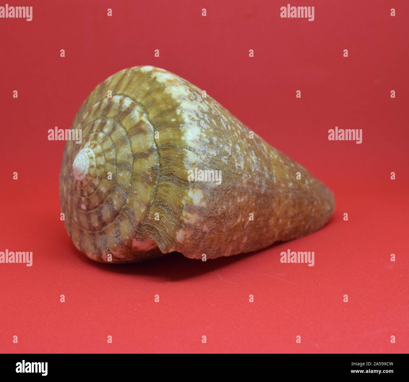 Strombus Bobonius prehistoric seashell side view on red background Stock Photo