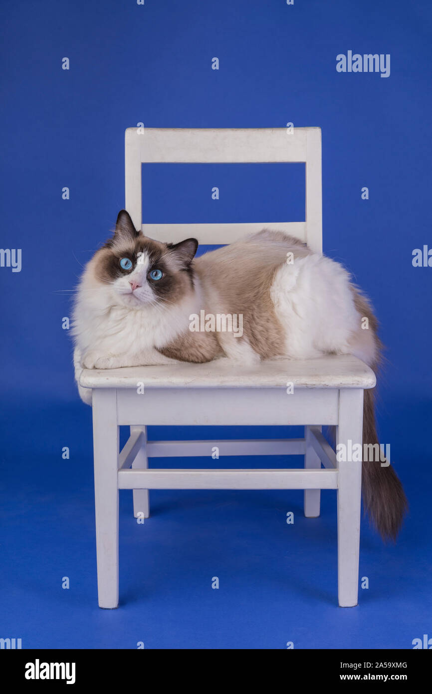 A beautiful bicolor Ragdoll cat on a small white chair that is on a blue background. The young cat is brown and white, and she has blue eyes. Stock Photo
