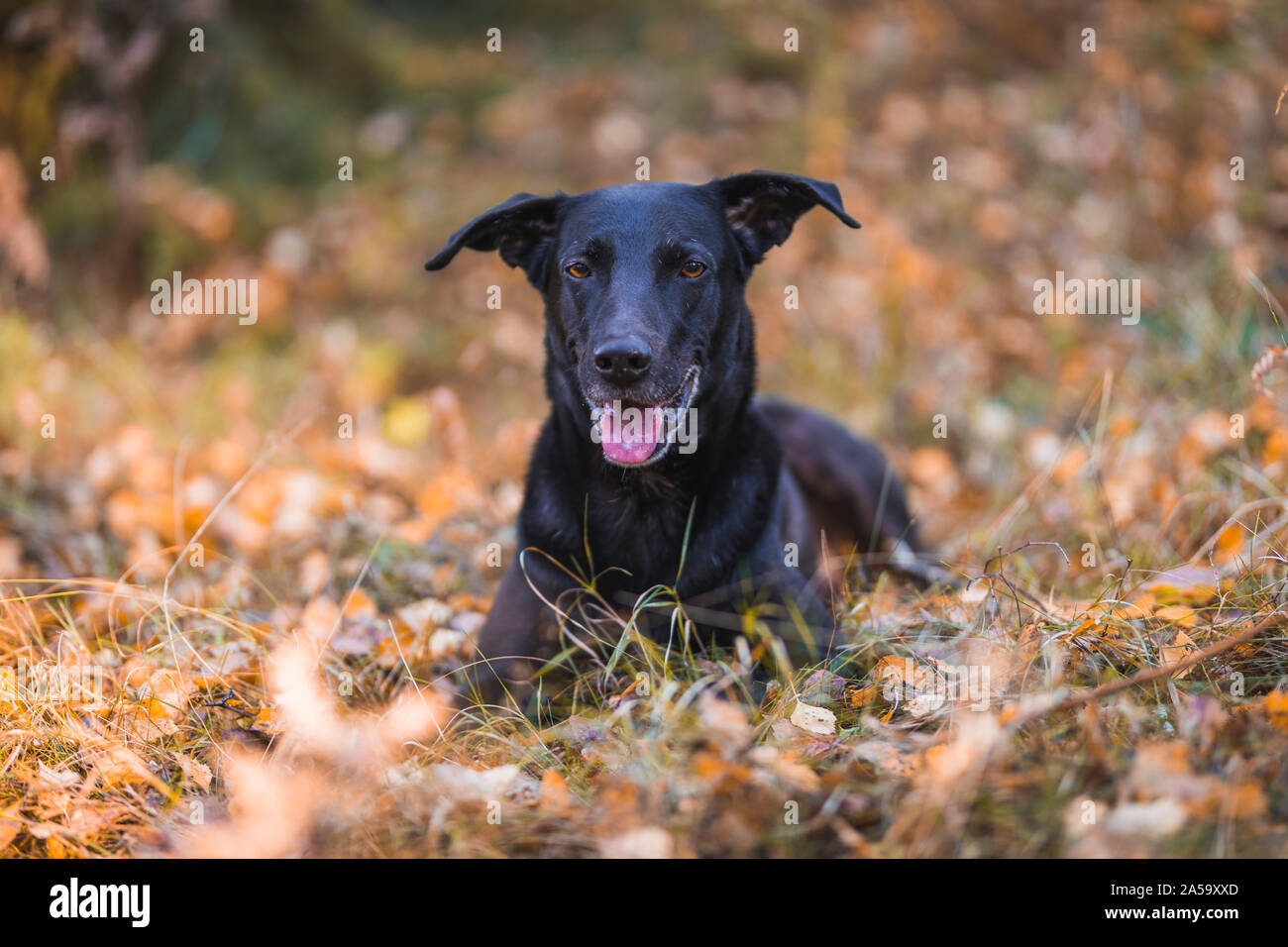 A large black dog outdoors in yellow grass. The dog is a mixed breed german shepherd and Labrador retriever. He is laid down with a happy face in the Stock Photo