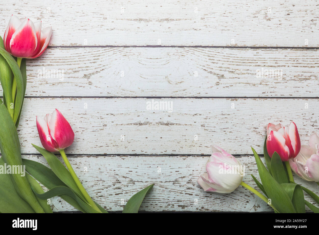 Tulips lying down flat lay perspective seen from above. The pink and white flowers are on a white rustic wooden table. The pretty spring flowers, fram Stock Photo