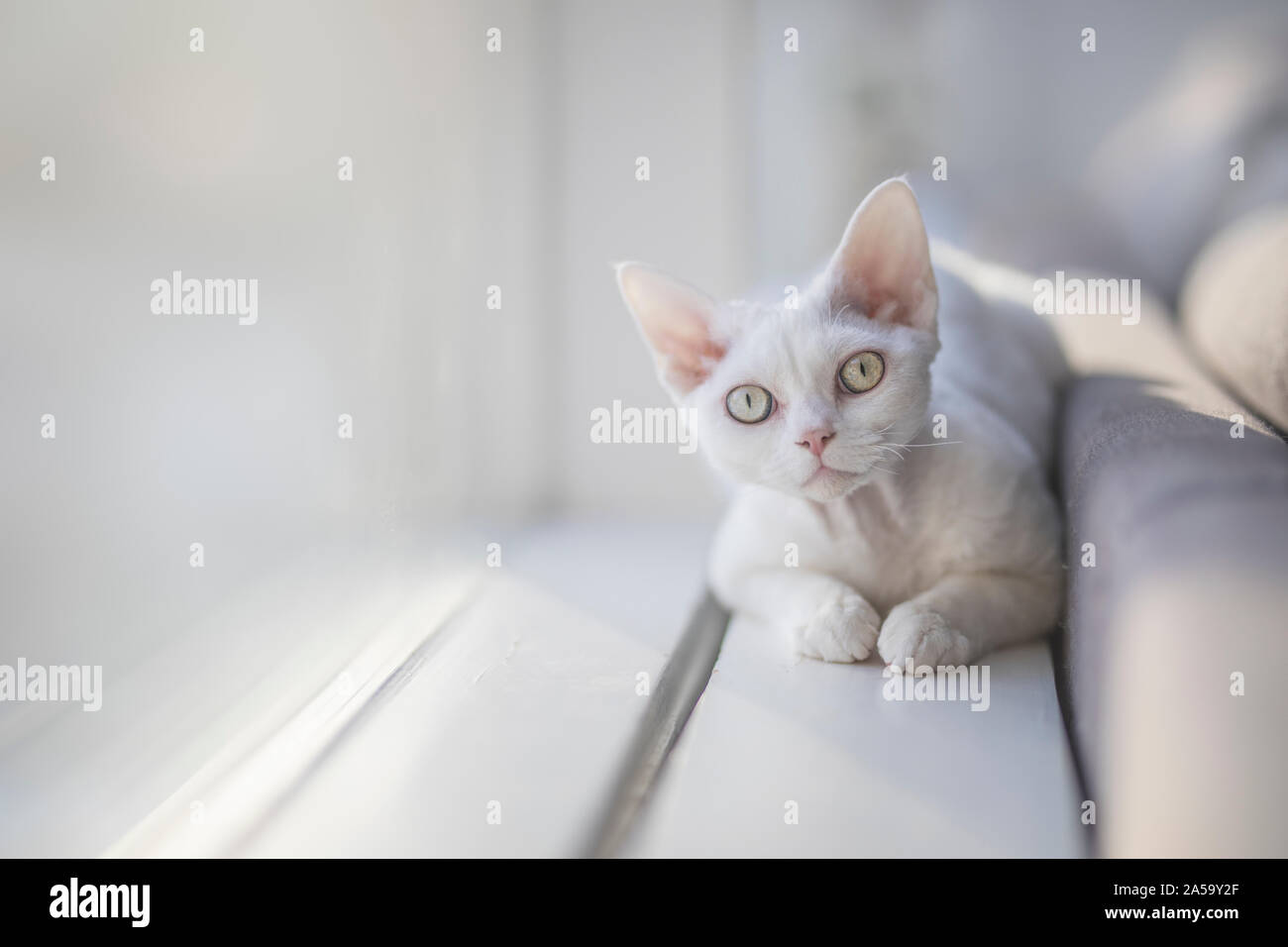 A young white Devon Rex is looking at the viewer. The kitten relaxed, and she is photographed in natural window light with a shallow depth of field. T Stock Photo